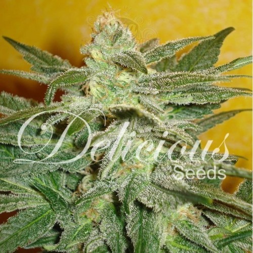 DELICOUS SEEDS - La Fruta Di Venus