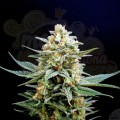KANNABIA SEED - Kritikal-K