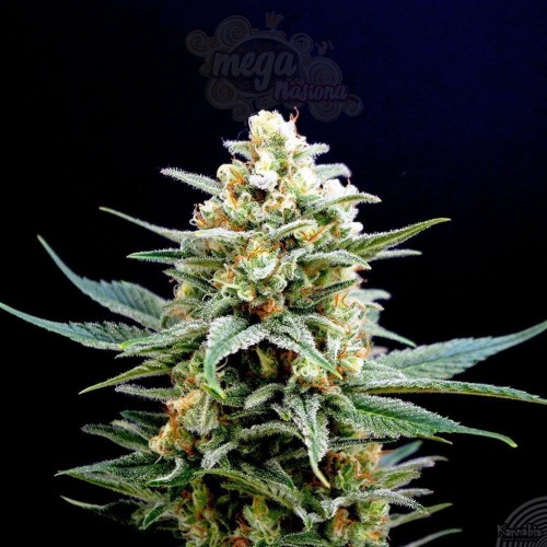 KANNABIA SEED - Kritikal-K