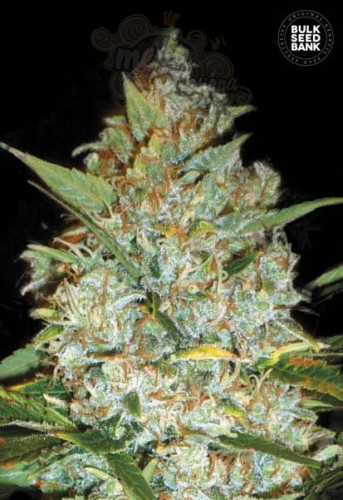 BULK SEED BANK - Kali's Mistery