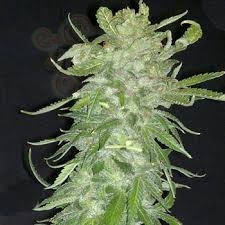 KC BRAINS - Cristal Paradise