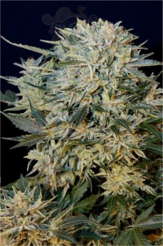 GRASS-O-MATIC - Sugar Gom