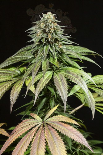 Dinafem - Purple Moby Dick