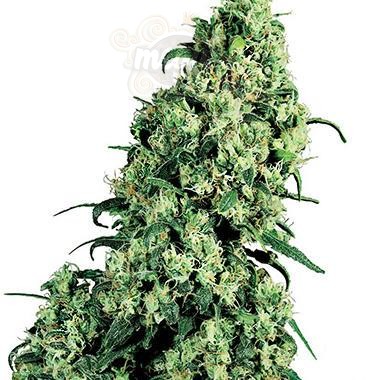 WHITE LABEL - Skunk #1®