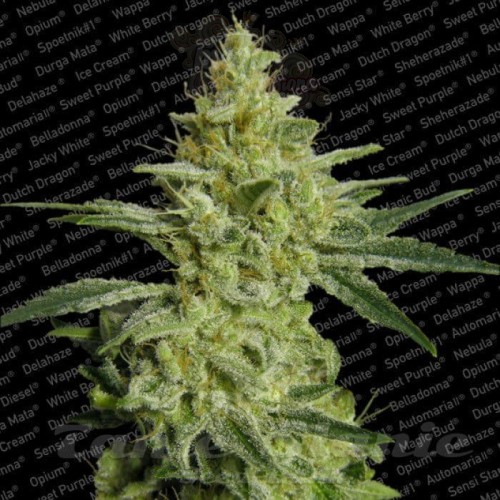 PARADISE SEEDS - AllKush