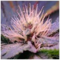 NIRVANA - Blue Mystic Auto