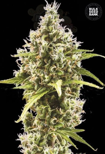 BULK SEED BANK - Auto Amnesia Haze