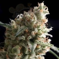 PYRAMID SEEDS - Auto Super Hash