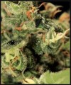 GREEN HOUSE SEEDS - Big Bang Autoflowering