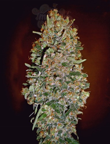 00 SEEDS BANK - Automatic Collection #1