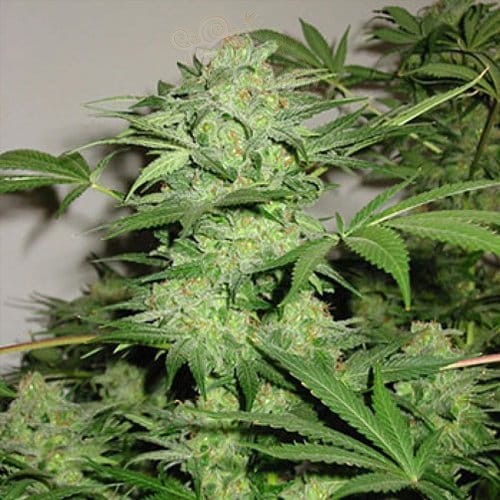 KC BRAINS - Northern Light Special