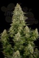 DINAFEM - White Widow