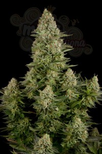 DINAFEM - White Widow