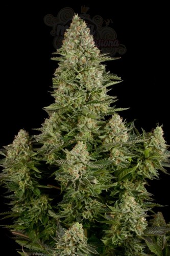 DINAFEM - White Widow