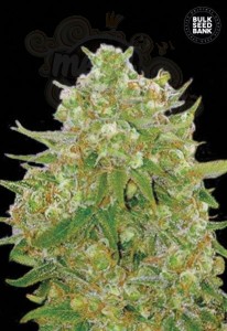 BULK SEED BANK - Master Kush Grand