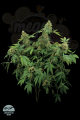 DINAFEM - Santa Sativa