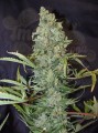 FEMALESEEDS - ICE®