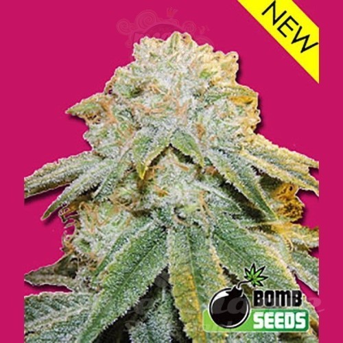BOMB SEEDS - Bubble Bomb