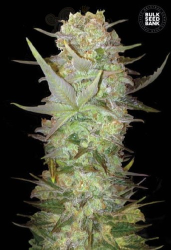 BULK SEED BANK - Auto Dubai Poison