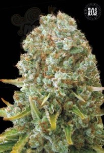 BULK SEED BANK - Moby Big