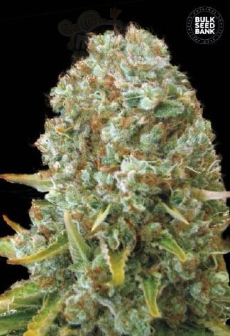 BULK SEED BANK - Moby Big