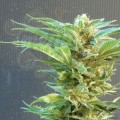 KANNABIA SEED - Thai Fantasy