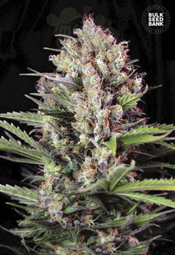 BULK SEED BANK - Caramel King