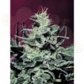 PARADISE SEEDS - Nebula