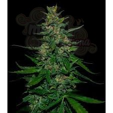 VIP SEEDS - Timanfaya