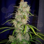 CANNABIOGEN - Destroyer
