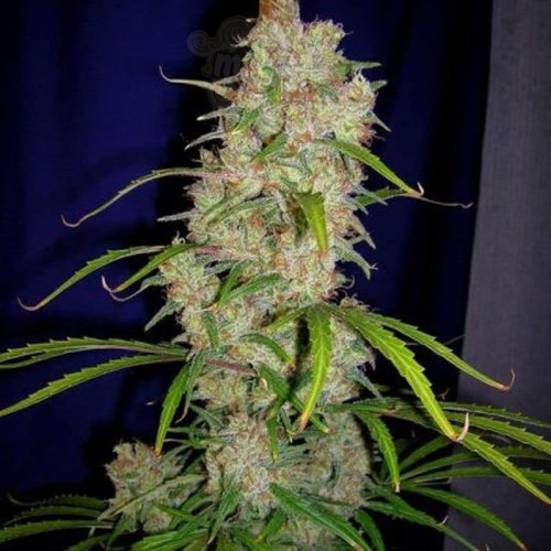 CANNABIOGEN - Destroyer