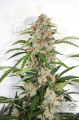DUTCH PASSION - Auto Orange Bud®