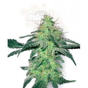 WHITE LABEL - White Skunk