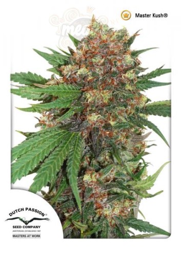 DUTCH PASSION - Master Kush