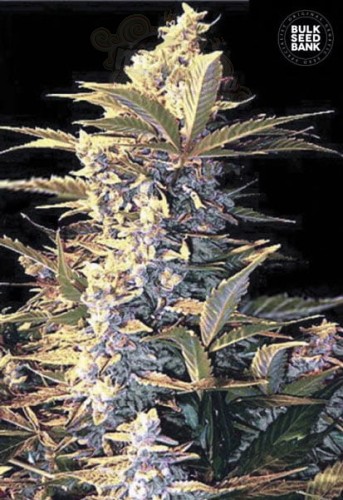 BULK SEED BANK -  Auto East Ryder