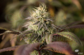 DINAFEM - Remo Chemo