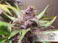 DUTCH PASSION - Auto Blackberry Kush®