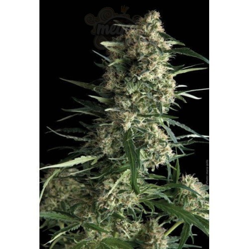 PYRAMID SEEDS - Galaxy
