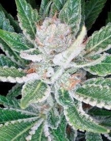 DNA GENETICS - Sleestack