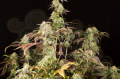 DINAFEM - Remo Chemo