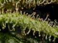 DINAFEM - Santa Sativa