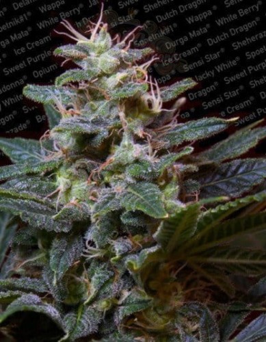 PARADISE SEEDS - Sweet Purple