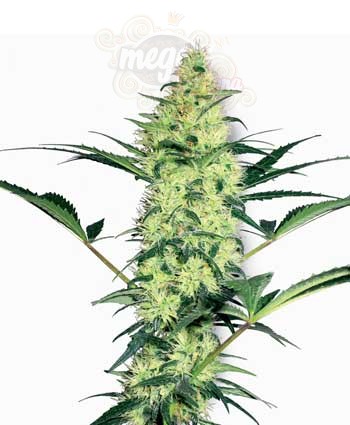 WHITE LABEL - White Diesel
