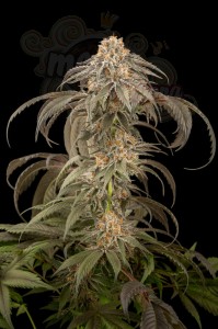 DINAFEM - Purple Afghan Kush