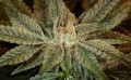 GREEN HOUSE SEEDS - Bubba Kush