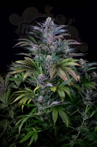 DINAFEM - Super Silver 3szt