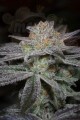 DINAFEM - Bubba Kush CBD