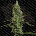 PARADISE SEEDS - Atomical Haze