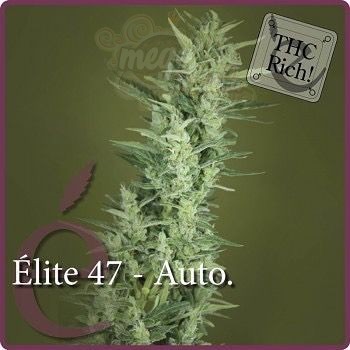ELITE SEEDS - Elite 47 Auto