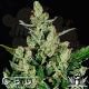 CBD Seeds -  Auto Widow